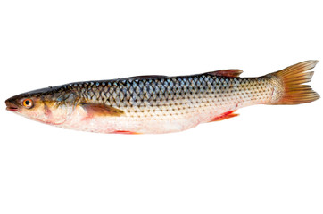 Fresh redlip mullet fish