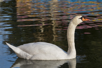 Swan