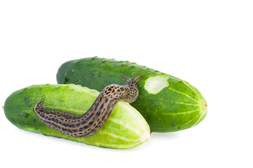 Slug eat cucumber