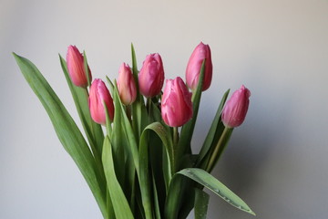A beautiful bouquet of fresh pink tulips