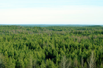 Forest aerial view. Birches, pines and spruces in Southern Finland.