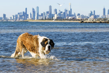 St Bernard Dog Swimming at Beach Melbourne Australia