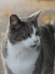 grey cat