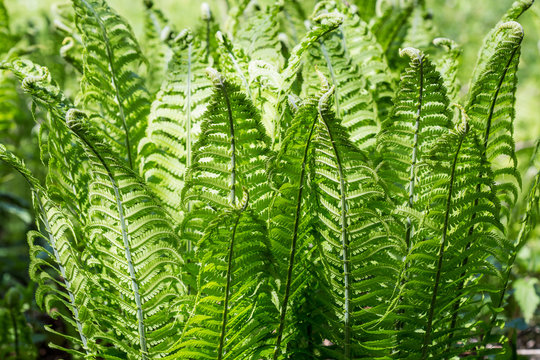 close-up shot of green young fern leaves sprouting up