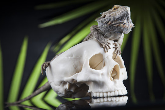 Lizard, Agama, dragon and skull