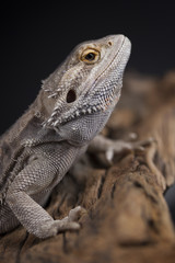 Agama bearded, pet on black background, reptile
