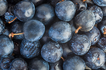 Fresh and naturally dried blackthorn berries