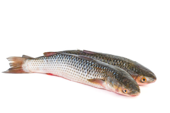 Two fresh redlip mullet fish