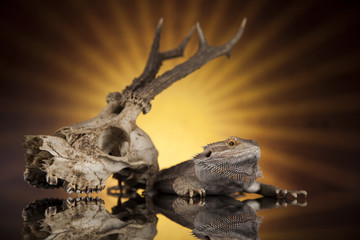 Antlers, Dragon lizard  on black mirror background