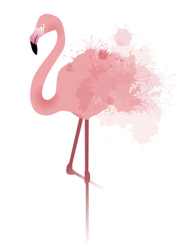Vector illustration of pink flamingo with watercolor splatter and splash