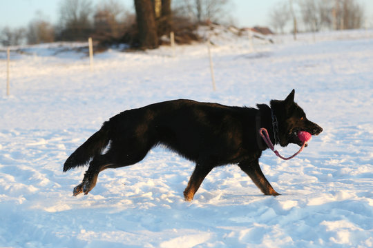 Ein schwarzer Schäferhund im Schnee mit rotem Ball im Maul