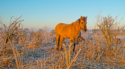 Horse in frozen wetland at sunrise © Naj