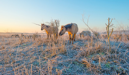 Horses in frozen wetland at sunrise © Naj