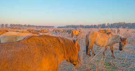 Horses in frozen wetland at sunrise © Naj
