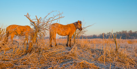 Horses in frozen wetland at sunrise © Naj