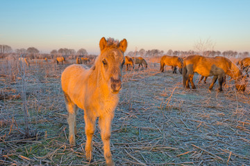 Horses in frozen wetland at sunrise