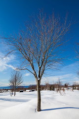 Obraz premium 雪の中の一本の木