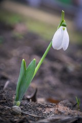 early spring snowdrops
