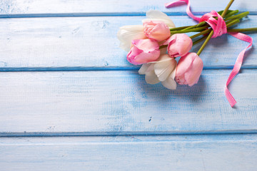 Bunch from spring white and pink tulips on  blue wooden backgrou