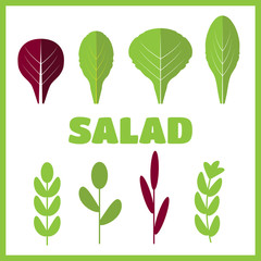 Salad ingredients. Leafy vegetables vector flat icons set