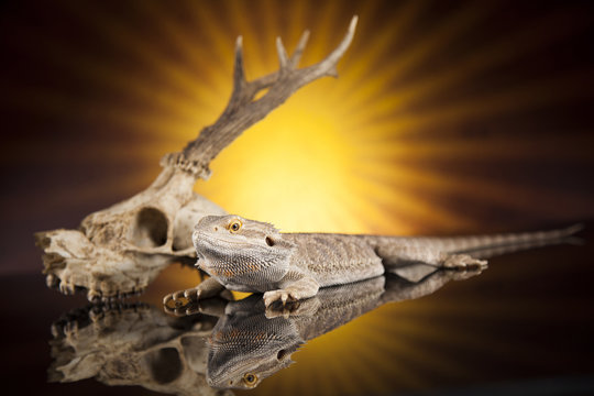 Antlers, Dragon lizard  on black mirror background