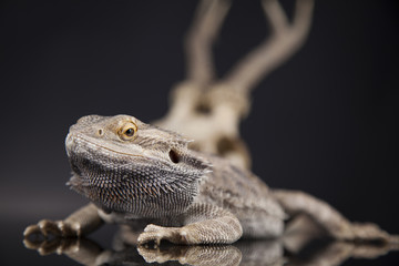 Antlers, Dragon lizard  on black mirror background