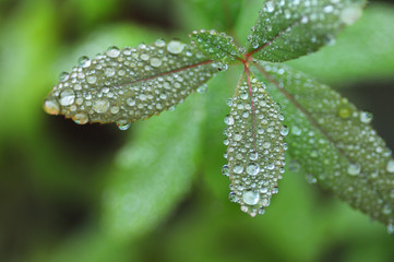 raindrops on a green leaf