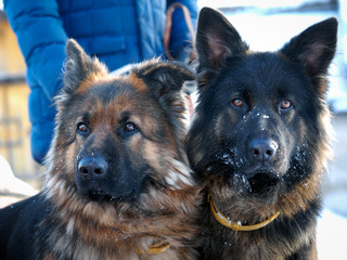 Large guard dogs. Winter snow
