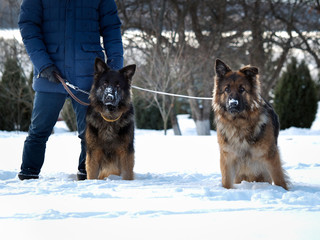 Paddock guard dogs, sheep dogs. Winter, snow