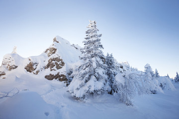 Fototapeta na wymiar Winter landscape. Snow covered fir trees and rocks.