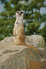Fototapeta premium View meerkat on rock