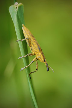 Yellow insect  Lixus paraplecticus
