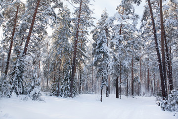 Зимний сосновый лес.