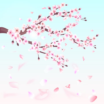 Realistic sakura japan cherry branch with blooming flowers illustration