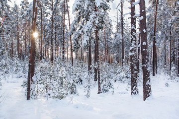 Зимний лес в солнечном свете.