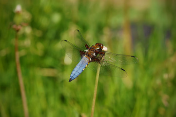 Dragonfly Chaser (Libellula depressa) male