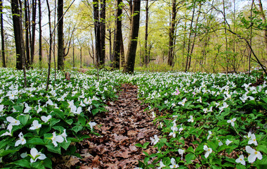 Obraz premium Wiosna Panoramiczny Krajobraz. Trillium wyrusza szlakiem leśnym, gdy wiosna dociera do regionu Wielkich Jezior. Trillium to oficjalny wildflower z Ohio i Ontario. Lakeport, Michigan.