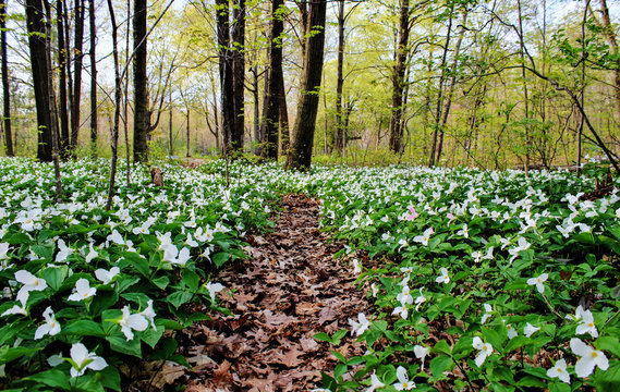 Fototapeta Spring Panoramic Landscape. Trillium line a forest trail as spring arrives to the Great Lakes Region. Trillium are the official wildflower of Ohio and Ontario. Lakeport, Michigan.