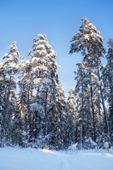 Зимние сосны на фоне голубого неба. © elenagrigorieva