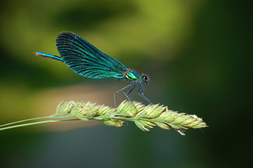 Dragonfly - Damselfly Calopteryx virgo - male