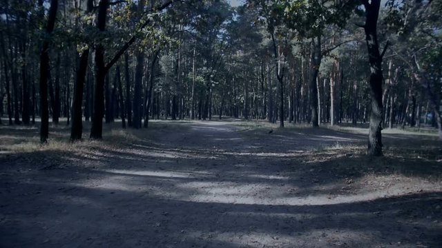 Steadicam footage of walking on the path at spooky dark forest at evening