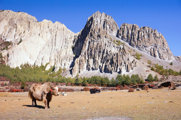 Yaks, high mountain cows, on a pasture near the Braka, in other spelling Braga village on the valley, in the autumn, Annapurna Circuit, Himalayas, Nepal, Asia