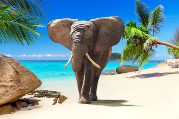 African elephant walking on tropical beach © Patryk Kosmider