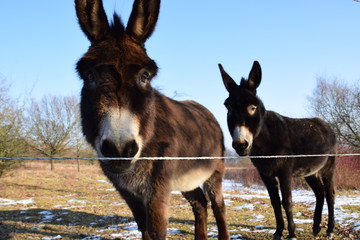  Zwei Esel Mutter und Tochter leben im Winter im Freien auf der Weide im Schnee und Kälte.