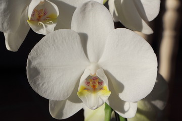 Orchidée blanche