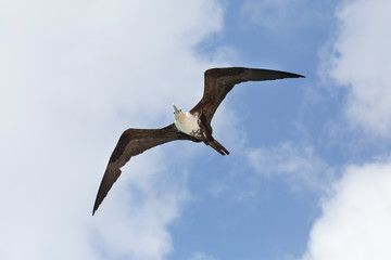 Fragattvogel in der Karibik (Curacao)