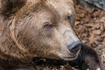 grizzly bear head shot