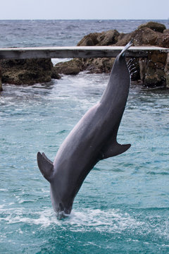 Delfin im Meer in der Karibik