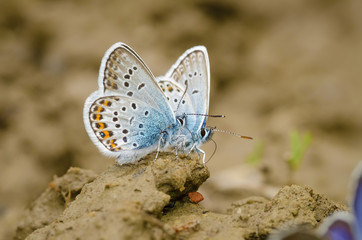 Few blue butterfly  Polyommatus amandus