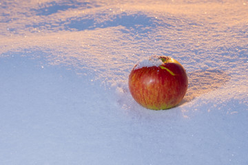 Juicy and delicious apple on the snow in the light of the unusual